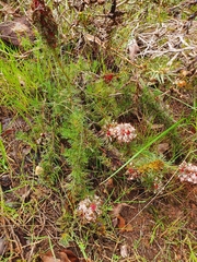 Isopogon asper