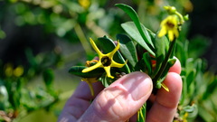 Anthocercis ilicifolia