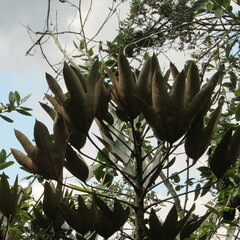 Oreopanax bogotensis