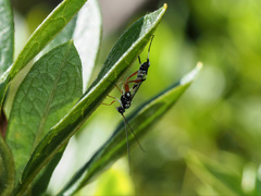 Leptobatopsis indica