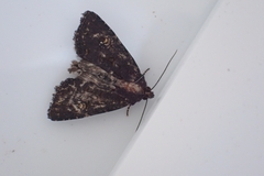 Mesapamea secalis
