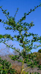 Anthocercis ilicifolia