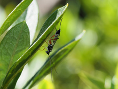 Leptobatopsis indica
