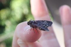 Mesapamea secalis