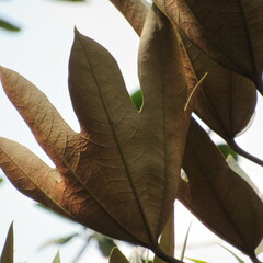 Oreopanax bogotensis