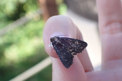 Mesapamea secalis