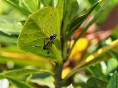 Leptobatopsis indica