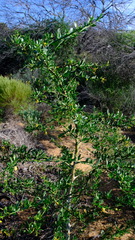 Anthocercis ilicifolia