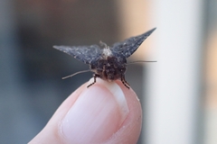 Mesapamea secalis