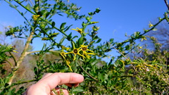 Anthocercis ilicifolia