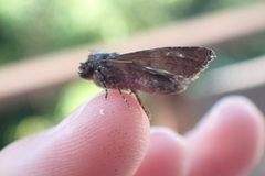 Mesapamea secalis