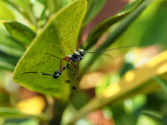 Leptobatopsis indica