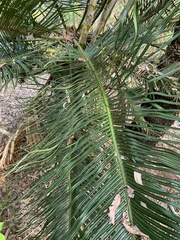 Cycas ophiolitica