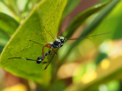 Leptobatopsis indica
