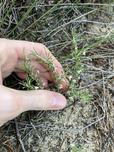 Image of Laxmannia sessiliflora by (c) Thomas Mesaglio, some rights reserved (CC BY)