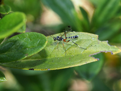 Leptobatopsis indica