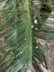 Cycas ophiolitica