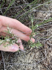 Laxmannia sessiliflora