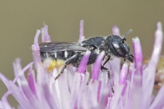 Heriades crenulata