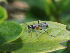 Leptobatopsis indica