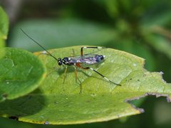Leptobatopsis indica