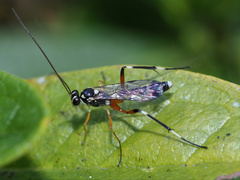 Leptobatopsis indica