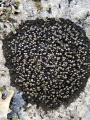 Rhizocarpon geminatum