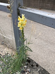 Linaria vulgaris