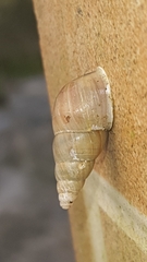 Leiostracus vimineus
