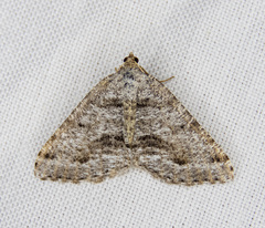Macaria colata