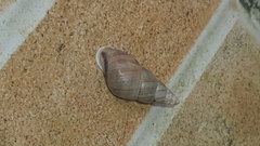 Leiostracus vimineus