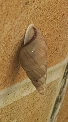 Leiostracus vimineus