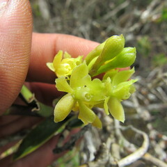 Epidendrum zipaquiranum