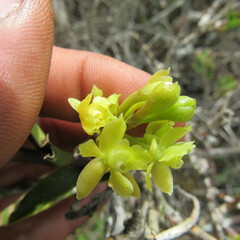 Epidendrum zipaquiranum