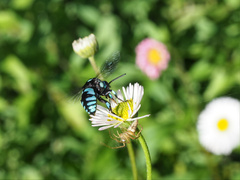 Thyreus nitidulus nitidulus