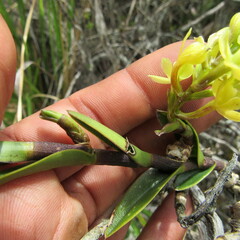 Epidendrum zipaquiranum