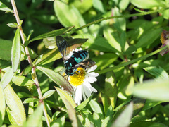 Thyreus nitidulus nitidulus