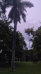 Hipposideros armiger