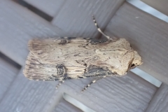 Agrotis puta