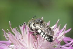 Coelioxys conoideus
