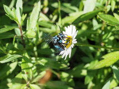 Thyreus nitidulus nitidulus
