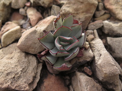 Echeveria strictiflora
