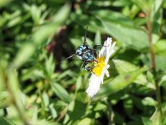 Thyreus nitidulus nitidulus