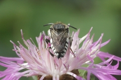 Coelioxys conoideus