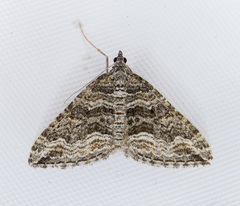 Perizoma custodiata