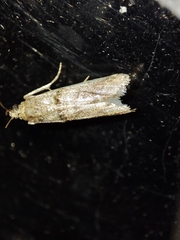 Pseudacrobasis tergestella