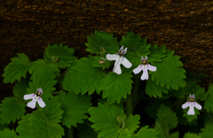 Diclis tenella