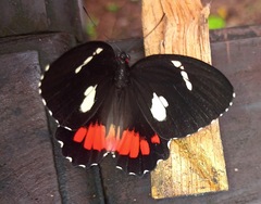Parides childrenae