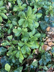 Pachysandra terminalis