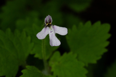 Diclis tenella
